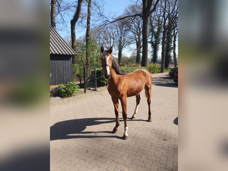 KWPN Ogier 1 Rok Gniada in Geesteren