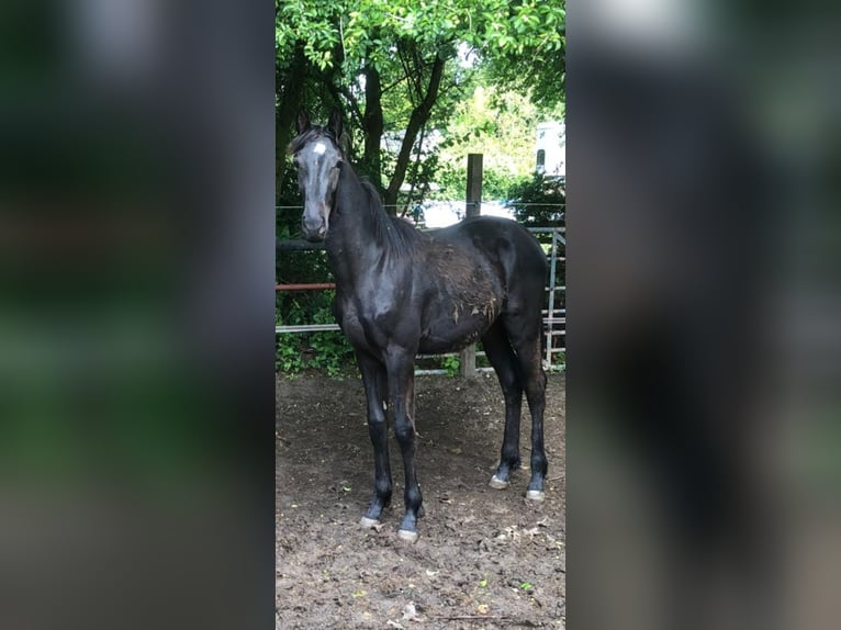 KWPN Ogier 1 Rok Kara in Schoonrewoerd