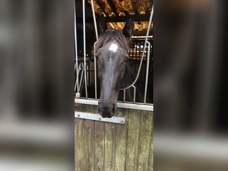 KWPN Ogier 1 Rok Kara in Schoonrewoerd