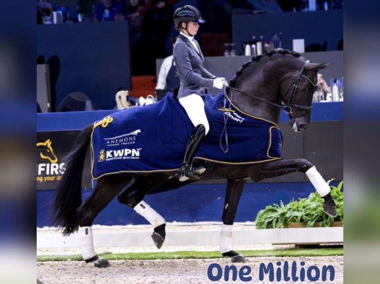 KWPN Ogier 1 Rok Kara in Siddeburen