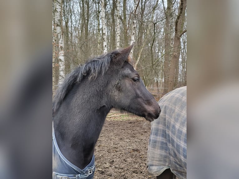 KWPN Ogier 1 Rok Skarogniada in Ravenstein