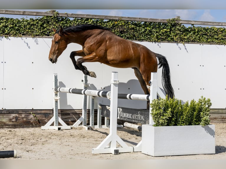 KWPN Ogier 2 lat 158 cm Gniada in Waddinxveen