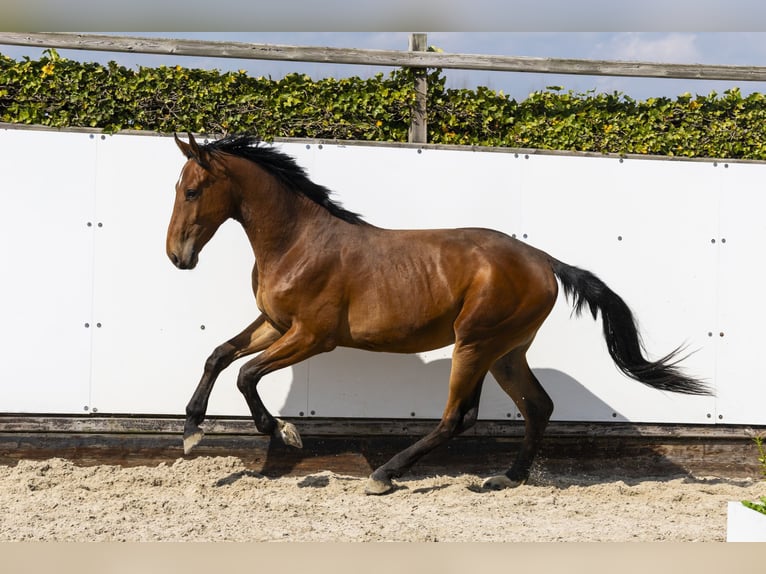 KWPN Ogier 2 lat 158 cm Gniada in Waddinxveen