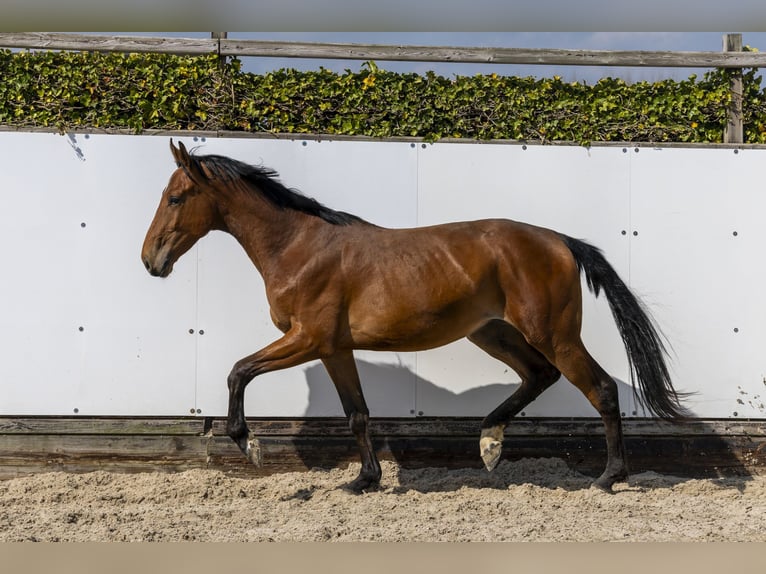 KWPN Ogier 2 lat 158 cm Gniada in Waddinxveen
