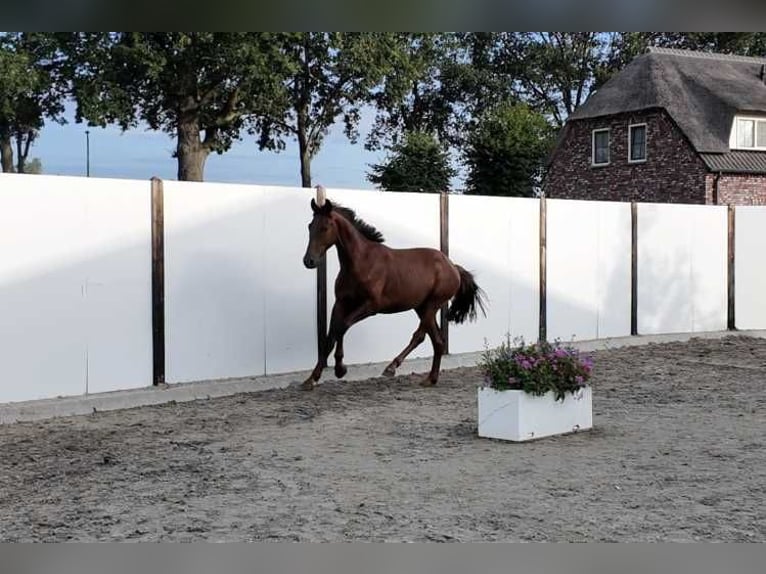 KWPN Ogier 2 lat 159 cm Ciemnokasztanowata in Waddinxveen