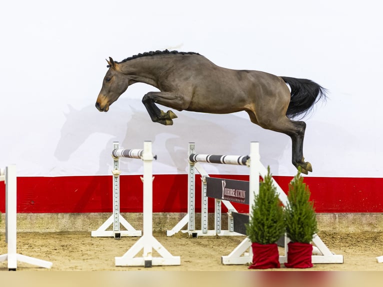 KWPN Ogier 2 lat 160 cm Gniada in Waddinxveen