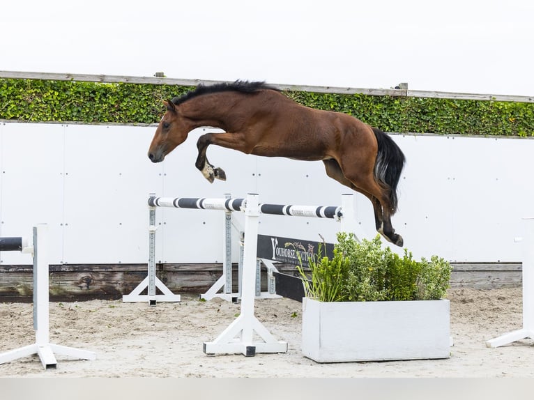 KWPN Ogier 2 lat 161 cm Gniada in Waddinxveen
