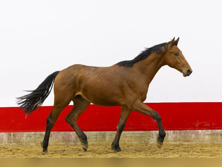 KWPN Ogier 2 lat 161 cm  in Waddinxveen