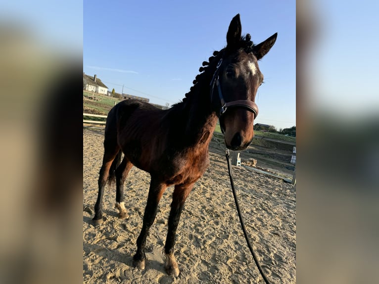 KWPN Ogier 2 lat 162 cm Skarogniada in Durbuy