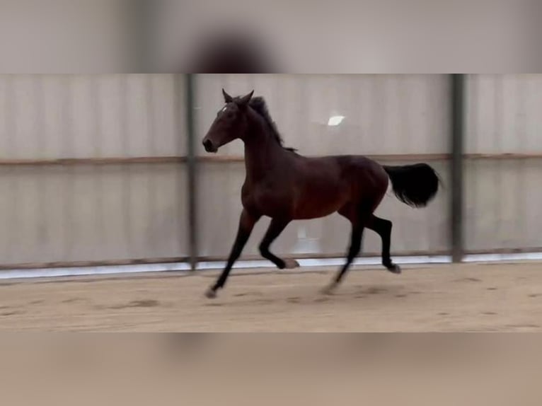 KWPN Ogier 2 lat 162 cm Skarogniada in Durbuy