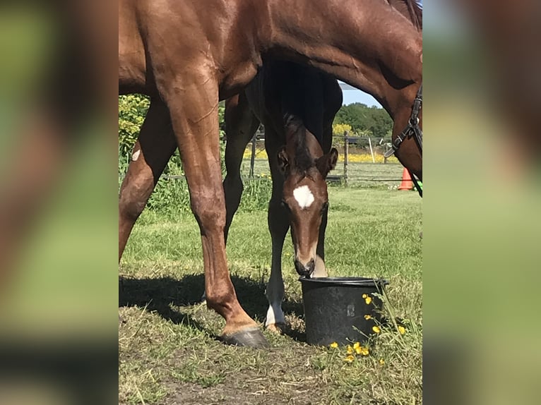 KWPN Ogier 2 lat 166 cm Ciemnogniada in Noordscheschut