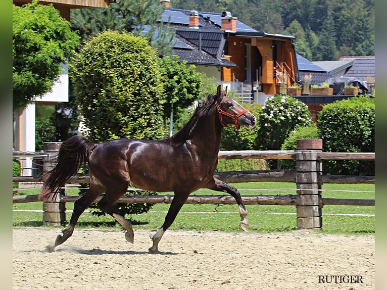 KWPN Ogier 2 lat 167 cm Ciemnokasztanowata in KAMNIK