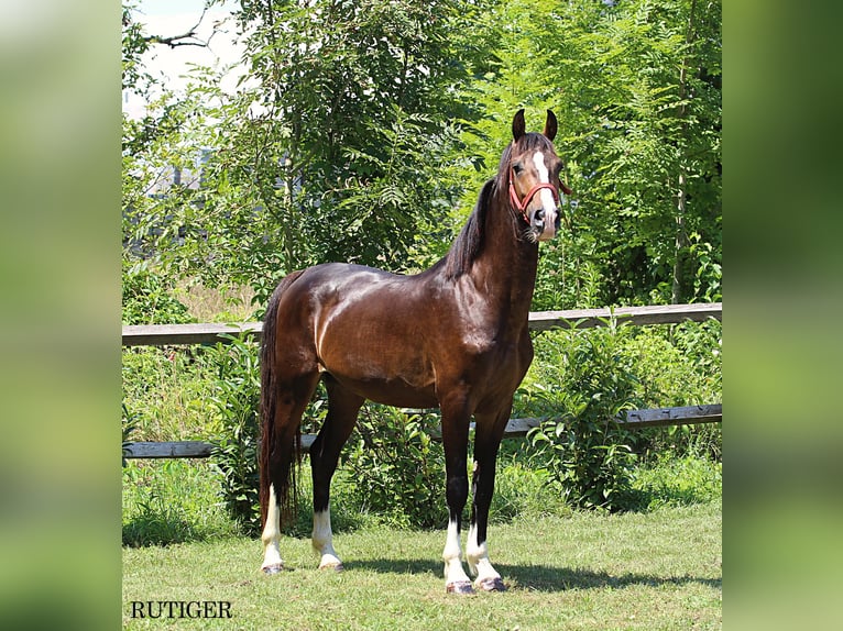 KWPN Ogier 2 lat 167 cm Ciemnokasztanowata in KAMNIK