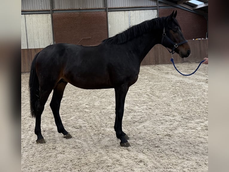 KWPN Ogier 2 lat 168 cm Ciemnogniada in Zieuwent