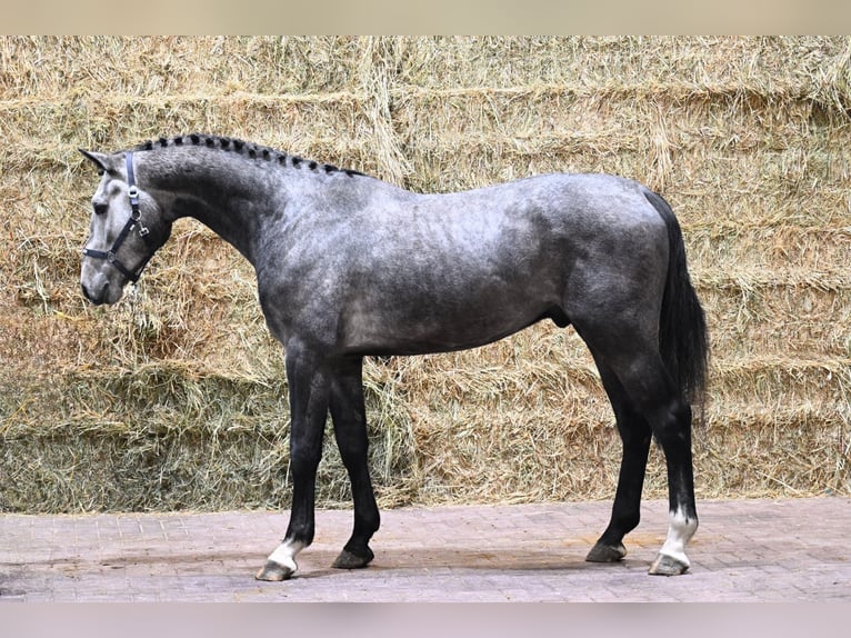 KWPN Ogier 2 lat 169 cm Siwa jabłkowita in Bladel