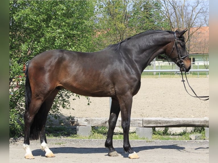 KWPN Ogier 2 lat 170 cm Ciemnogniada in Murska Soboda