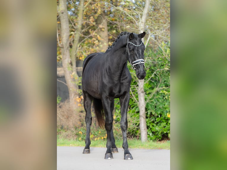 KWPN Ogier 2 lat 170 cm Kara in Oosterhout