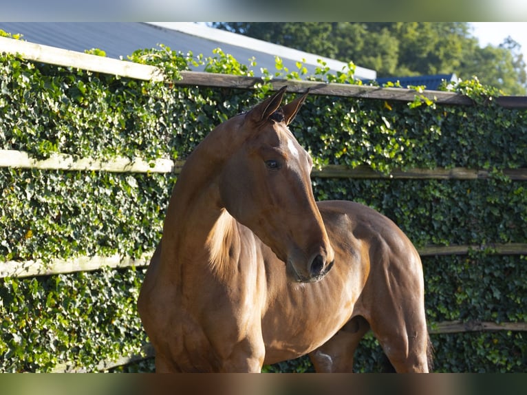 KWPN Ogier 2 lat 174 cm Gniada in Waddinxveen