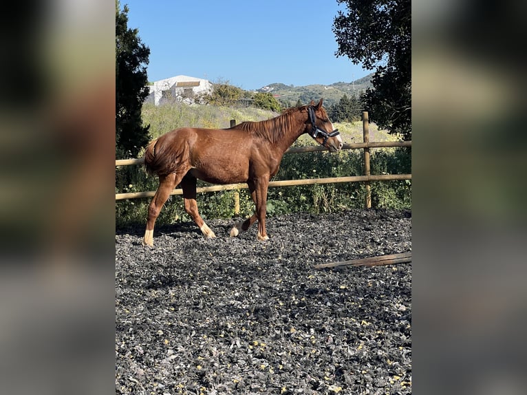 KWPN Ogier 3 lat 160 cm Ciemnokasztanowata in Mijas Costa