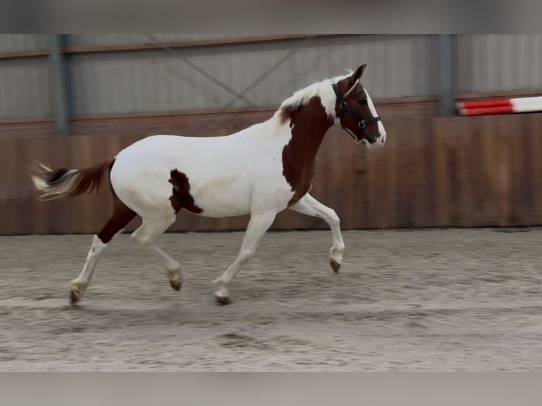 KWPN Ogier 3 lat 160 cm Srokata in Zieuwent