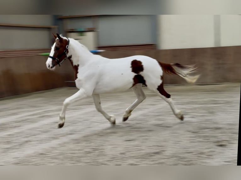 KWPN Ogier 3 lat 160 cm Srokata in Zieuwent