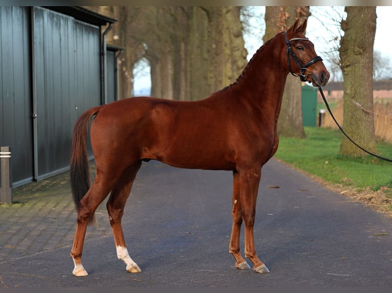 KWPN Ogier 3 lat 161 cm Kasztanowata in Grote Brogel