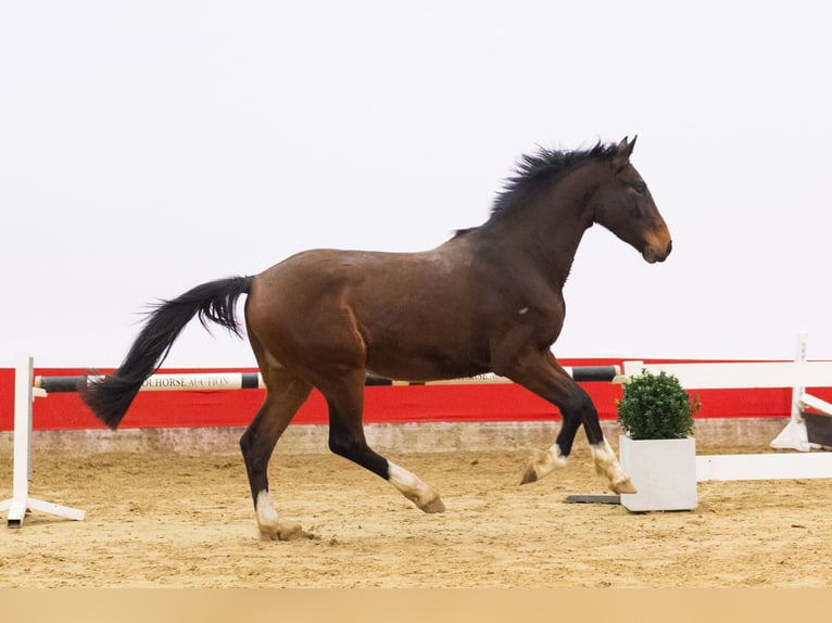 KWPN Ogier 3 lat 162 cm  in Waddinxveen