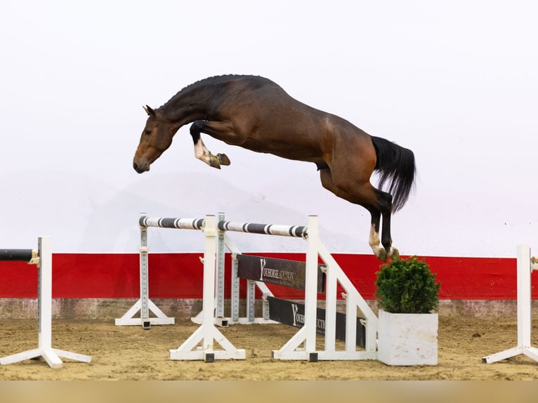 KWPN Ogier 3 lat 163 cm Gniada in Waddinxveen