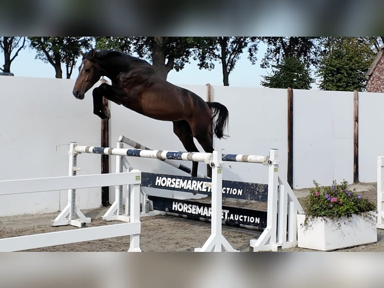 KWPN Ogier 3 lat 163 cm Gniada in Waddinxveen