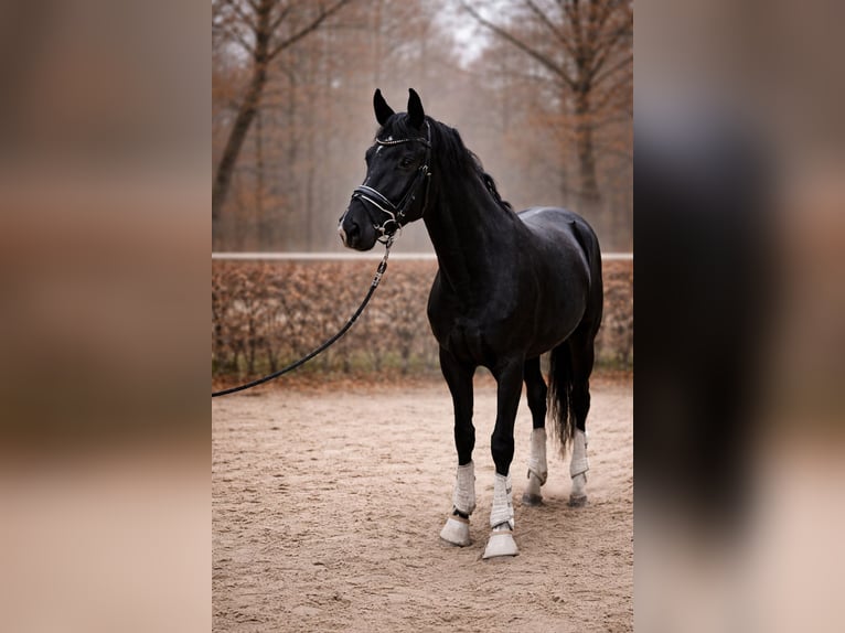 KWPN Ogier 3 lat 163 cm Kara in Margarethen am Moos