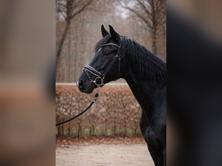 KWPN Ogier 3 lat 163 cm Kara in Margarethen am Moos