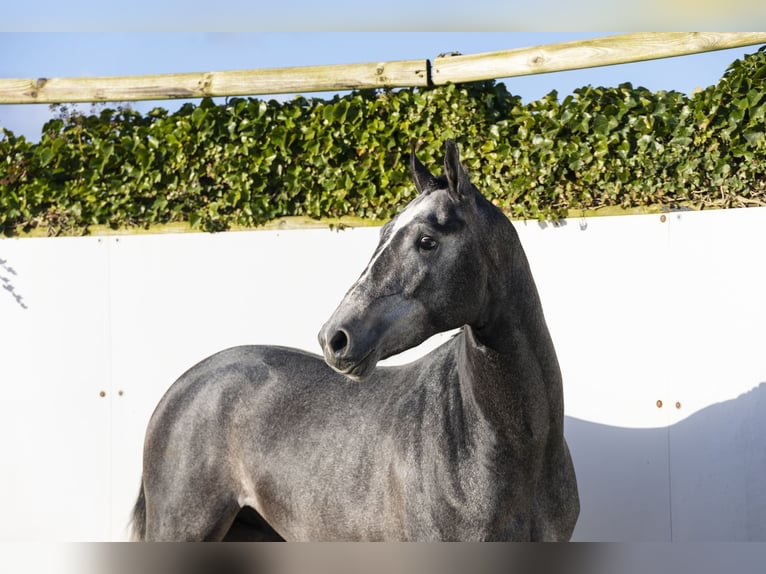KWPN Ogier 3 lat 164 cm  in Waddinxveen