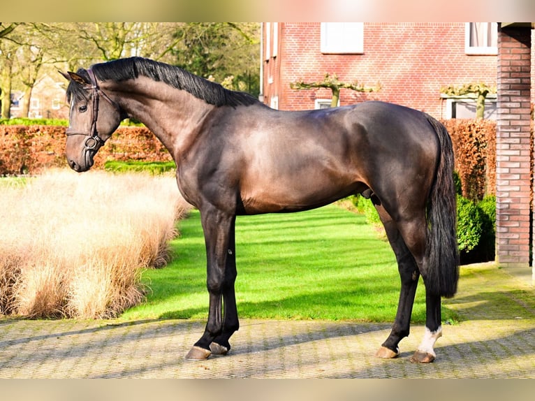 KWPN Ogier 3 lat 165 cm Ciemnogniada in Bladel
