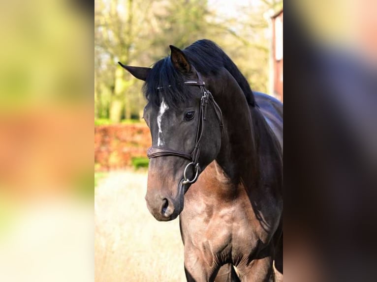 KWPN Ogier 3 lat 165 cm Ciemnogniada in Bladel