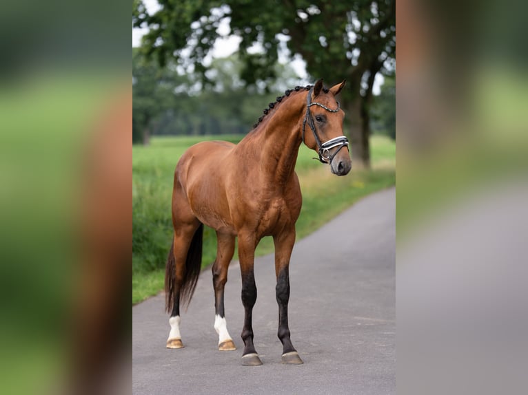 KWPN Ogier 3 lat 165 cm Gniada in Oosterhout