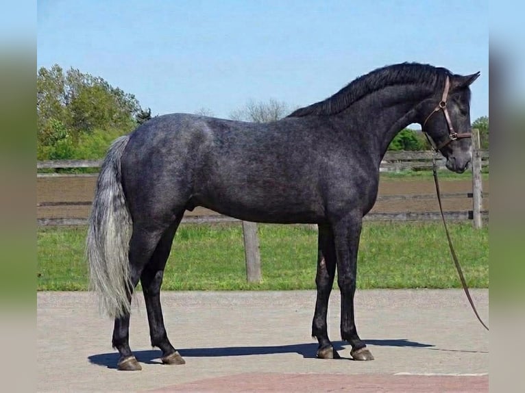 KWPN Ogier 3 lat 165 cm Siwa in Budapest