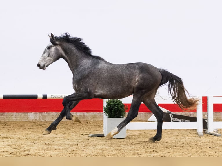 KWPN Ogier 3 lat 166 cm Siwa in Waddinxveen