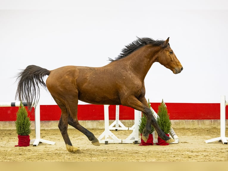 KWPN Ogier 3 lat 167 cm Gniada in Waddinxveen
