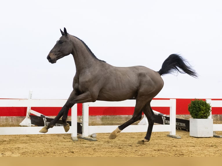 KWPN Ogier 3 lat 167 cm Skarogniada in Waddinxveen