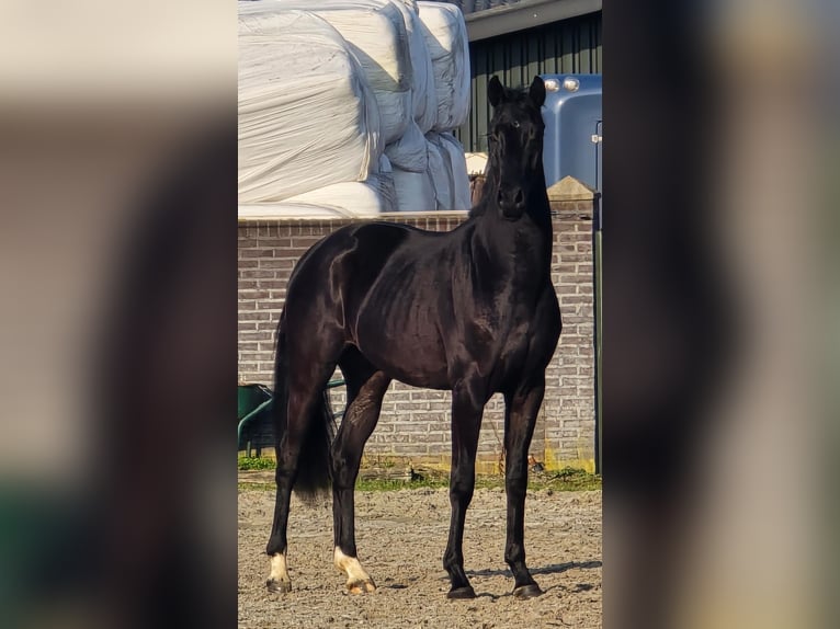 KWPN Ogier 3 lat 168 cm Kara in Someren