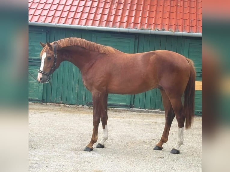 KWPN Ogier 3 lat 168 cm Kasztanowata in Murska Soboda