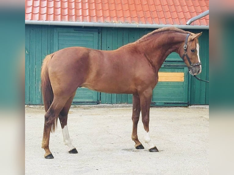 KWPN Ogier 3 lat 168 cm Kasztanowata in Murska Soboda