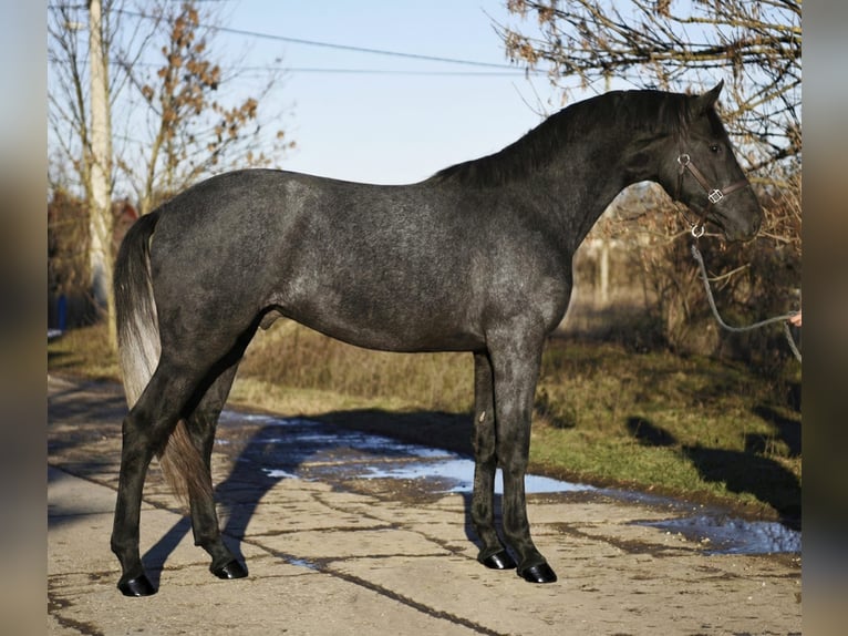 KWPN Ogier 3 lat 168 cm Siwa in Szarvas