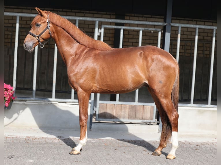 KWPN Ogier 3 lat 169 cm Ciemnokasztanowata in Moergestel