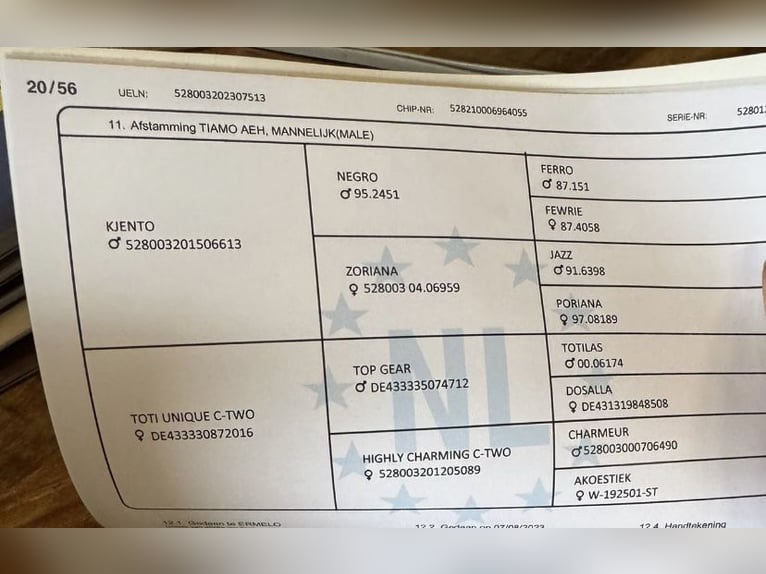 KWPN Ogier 3 lat 169 cm Kara in Újszász