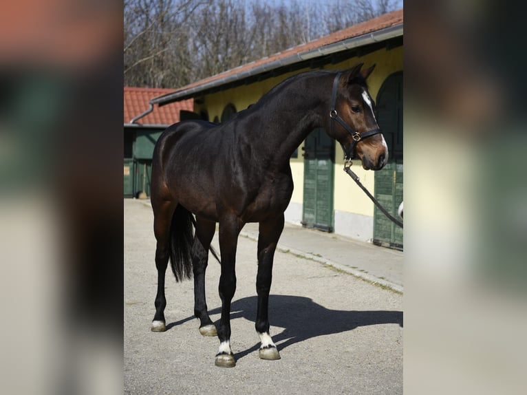 KWPN Ogier 3 lat 170 cm Ciemnogniada in Murska Soboda
