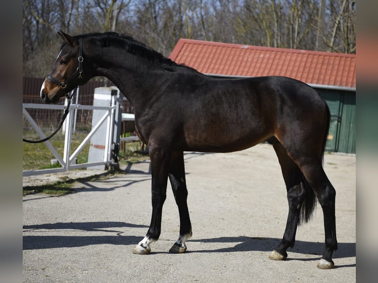 KWPN Ogier 3 lat 170 cm Ciemnogniada in Murska Soboda