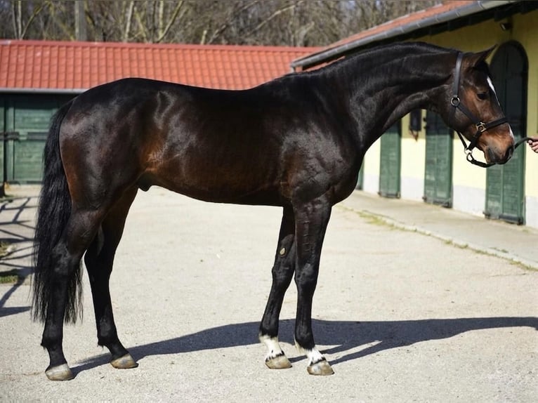 KWPN Ogier 3 lat 170 cm Ciemnogniada in Murska Soboda