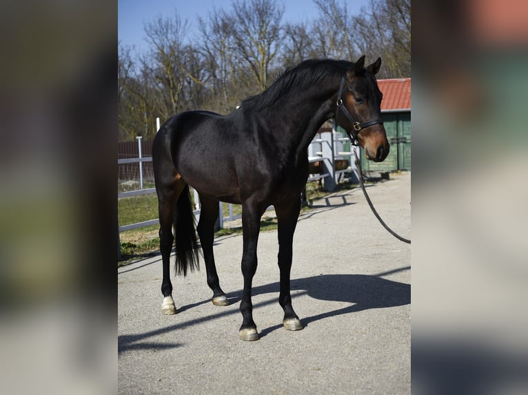 KWPN Ogier 3 lat 170 cm Ciemnogniada in Slovenia