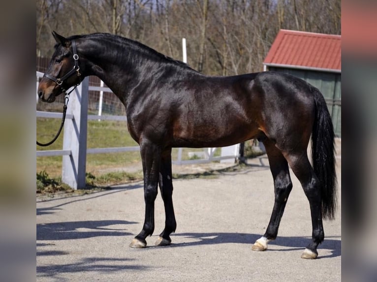 KWPN Ogier 3 lat 170 cm Ciemnogniada in Slovenia